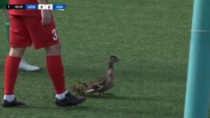 Выводок утят на футбольном поле