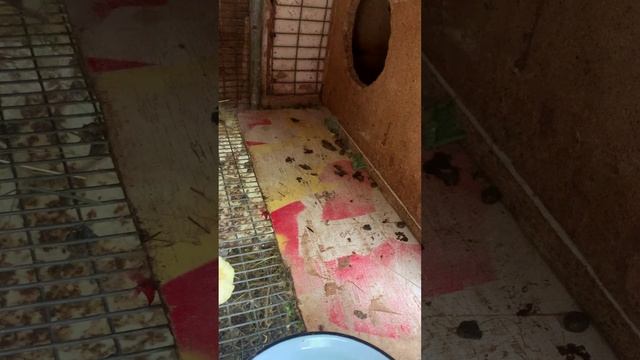 Наконец окролилась