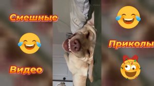 Самые смешные видео приколы