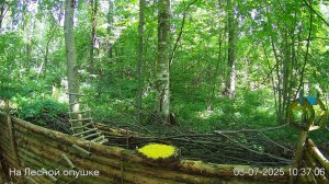 Лето в ЛЕСУ онлайн #Relaxing #природа #звуки леса #птицы #погода