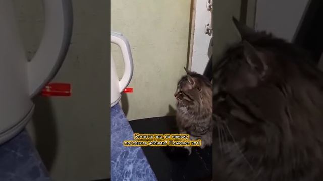 Как помогают коты