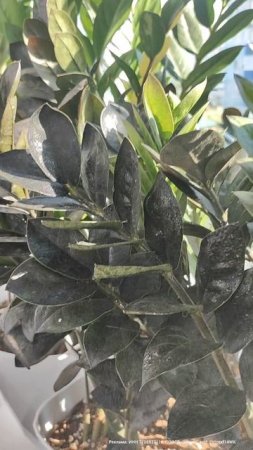 Лучшая подкормка ЗАМИОКУЛЬКАСА, даже слабый нарастит мощный клубень и много листьев #замиокулькас