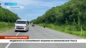 МЕДВЕЖАТА ОСТАНАВЛИВАЮТ МАШИНЫ НА МИЛЬКОВСКОЙ ТРАССЕ• БЕЗ КОММЕНТАРИЕВ