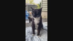 Смешные Коты #9