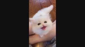 Смешные Коты #11
