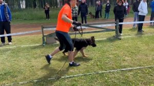 БЕБИ КОБЕЛИ ДШ / КЧК ЗАРЕЧНЫЙ 22 июня`25 Ю.Скиба Моно немецких овчарок