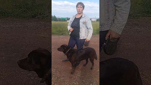 Как отучить собаку тянуть поводок