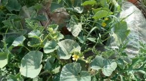 ОПЫЛЕНИЕ АРБУЗОВ И ДЫНЬ -- ВСЕ, ЧТО ВАМ НУЖНО ЗНАТЬ!!!!!!