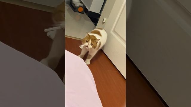 Нууу ооочень смешные котики 🤣🤣🤣
