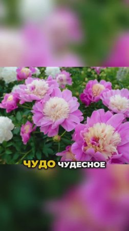 Это Чудо Селекции Покорит Ваш Сад🌺💔
