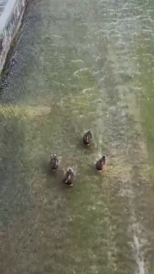 😂 весёлые утки 😁🦆🦆