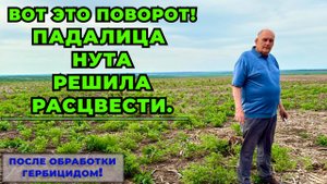 Феномен нута!