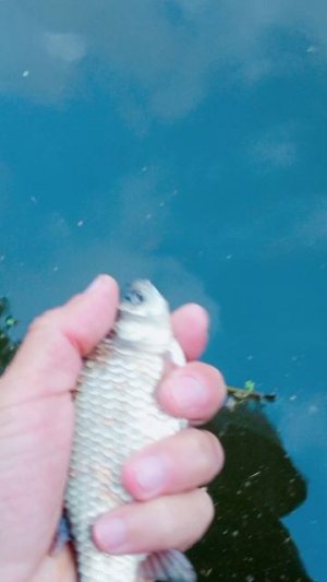 рыбалка на самом большом пруду