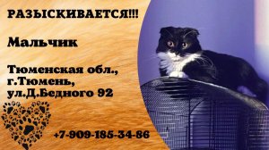 Пропал кот! Мальчик. Тюменская обл., г.Тюмень.