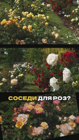 Эти Соседи Убьют Ваши Розы!🌹❌