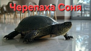 Спасли черепаху 🐢
