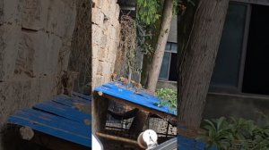 подборка видео с котиками