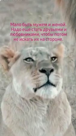 Правда