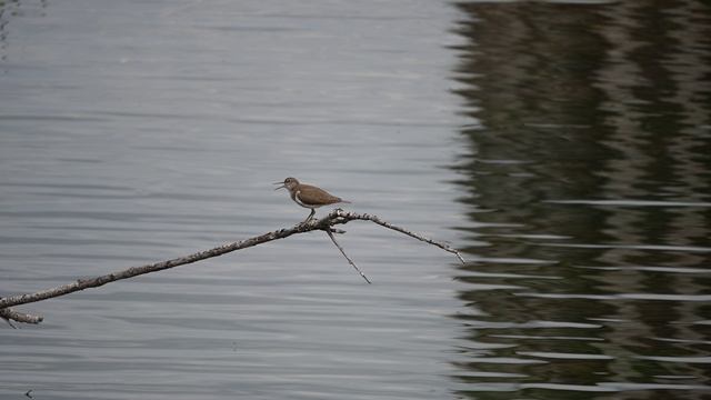 Перевозчик