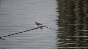 Перевозчик