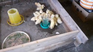 Утята мои хорошо растут.Дожди не заканчиваются.