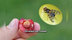 Пчеловидка-«крыска»: необычная муха из сточных канав — шокирующие факты из жизни журчалок!