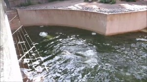 Стрелка пытается прыгнуть в воду, но не решается, а Белка плавает и играет 02.07.2025