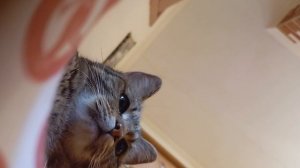 это моя кошка Мелисса 🐈⬛😀🐈⬛🐈⬛🐈🐈🐈🐈🐈🐈🐱
