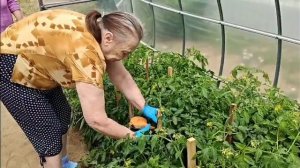 Работа в теплице. ГБССУ СО ГПВИ «Волгоградский ПНИ»
