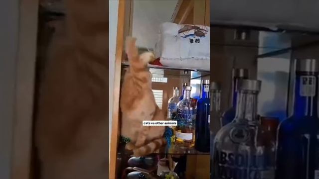 Совместная жизнь котиков и попугаев