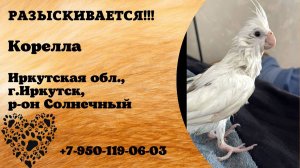 Пропал попугай! Корелла. Иркутская обл, г.Иркутск