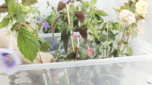 ИЗЛИШКИ растений на 03.07.25г🌺🌿🌺ч 2