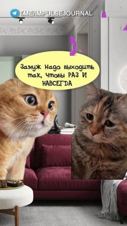 Не дай Бог (Мяукаем в телеграм Импульс Журнал 👉 @impulsejournal ) #пустьговорят #коты
