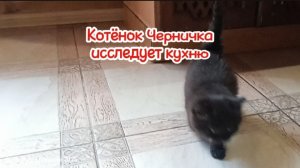 Котёнок Черничка исследует кухню
