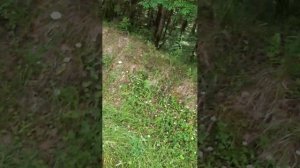 в лесу