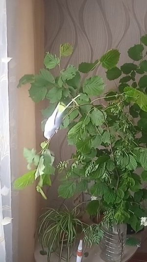 Волнистик  и листочки