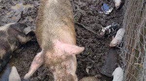 Живодерня в частном секторе