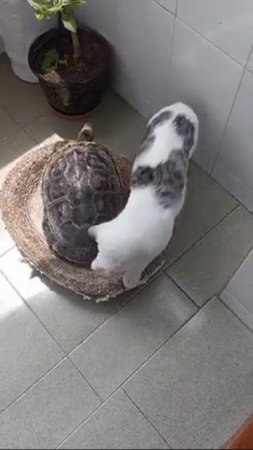 Подвинься кот я черепаха