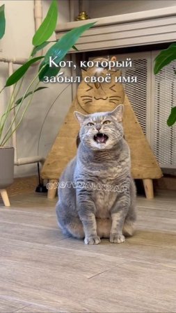 Кто я для тебя? 😻 #котики#животные#животныеyappy