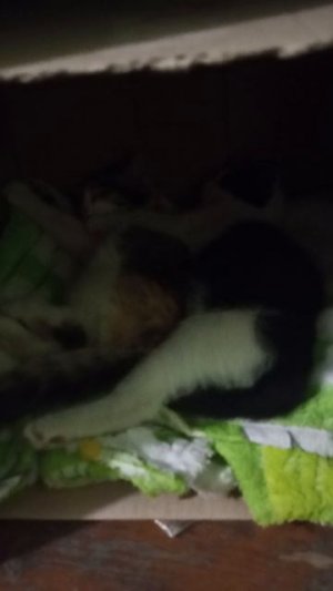 спят в обнимку котик с кошечкой
