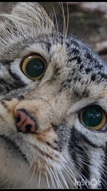 сколько шерстинок у манула смотреть онлайн