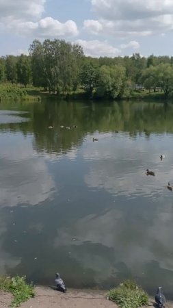 Ветрено на пруду