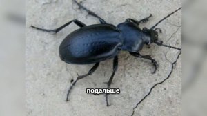 Жужелица-брызгун: самый опасный хищник среди жуков! Почему ей боятся даже птицы?