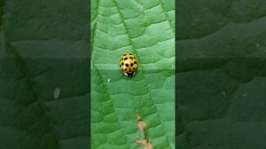 Всем знакомые -Coccinellidae  (кокцинеллиды).