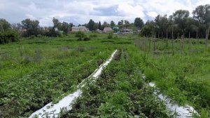 Пропалываю петрушку