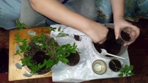 ПИКИРУЕМ РАССАДУ ПЕРЦА! Подробная инструкция!