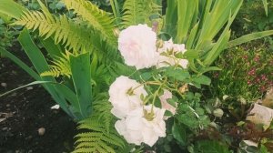 3 июля 2025 г. Мои цветы . часть 1