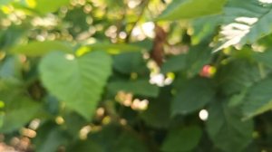 Ежевика Прайм Арк Фридом. 03.07.25 г.