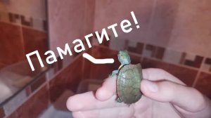 Красноухая черепаха, меняем воду