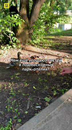 Чем ещё угощают гостей в подмосковных парк-отелях?#foodru #рецепты #кулинария #шведскийстол #отдых